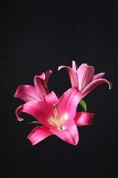 Beautiful pink lily flowers on black background