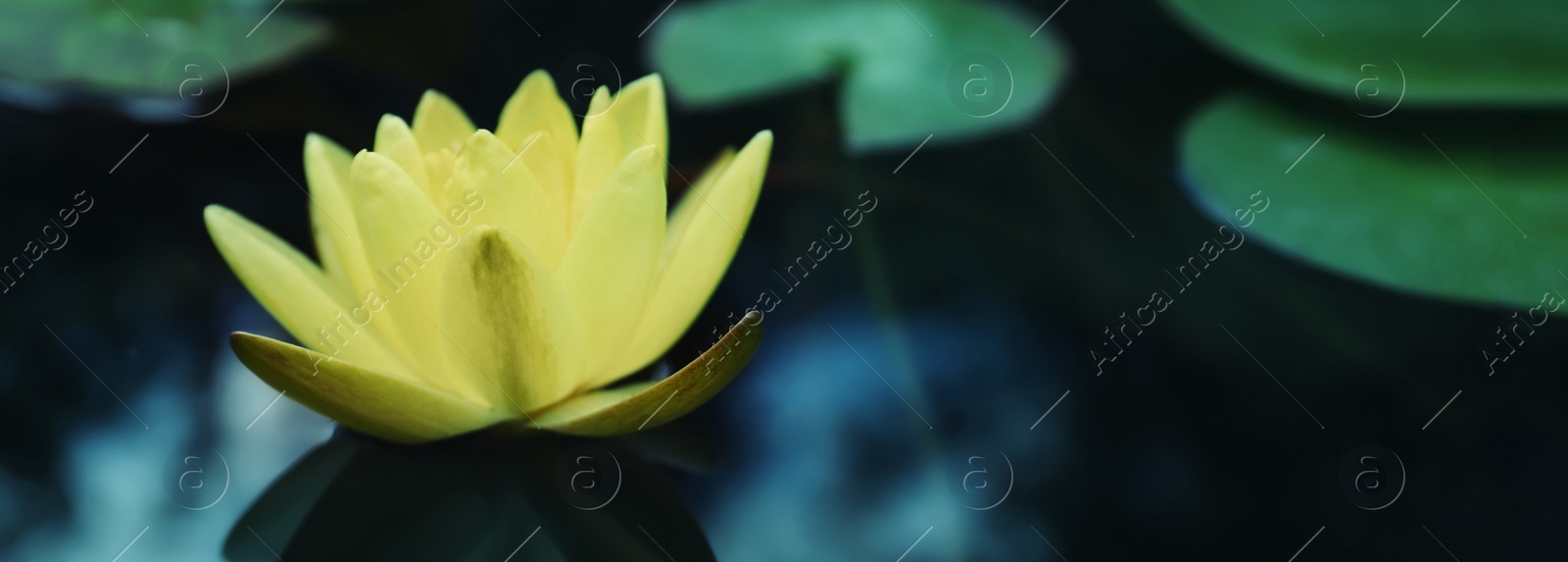 Image of Beautiful lotus and leaves on water, symbolic flower in Buddhism. Indian religion 