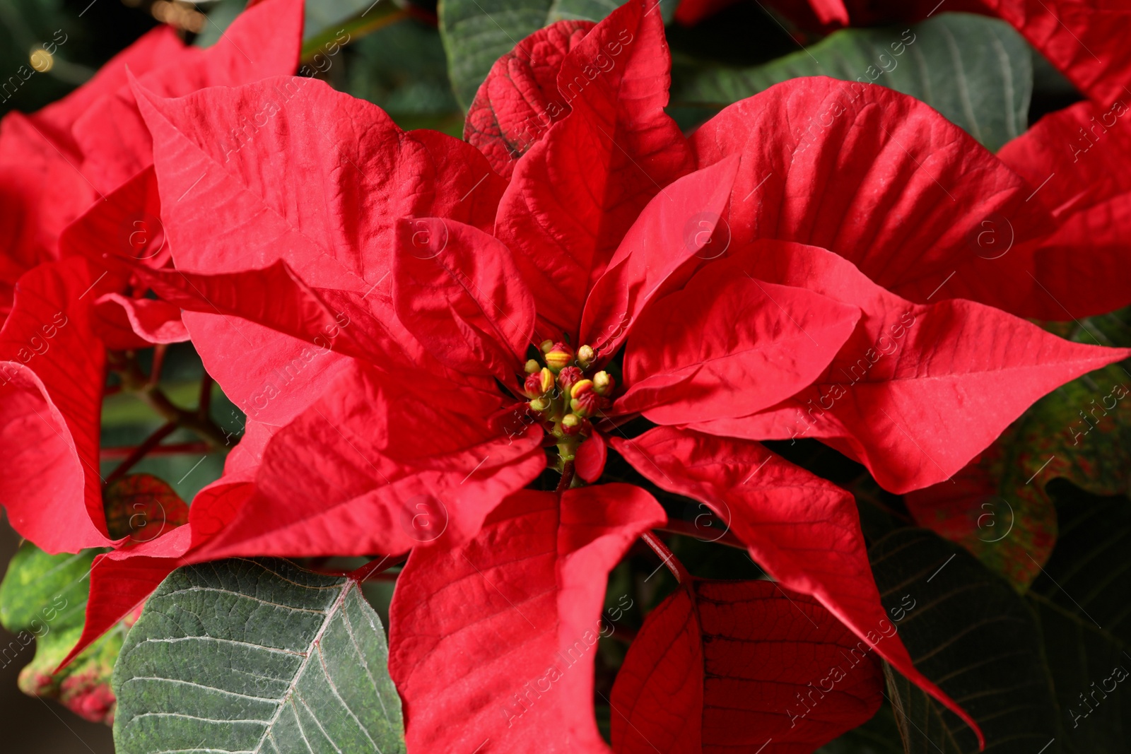 Photo of Beautiful poinsettia, closeup view. Traditional Christmas flower