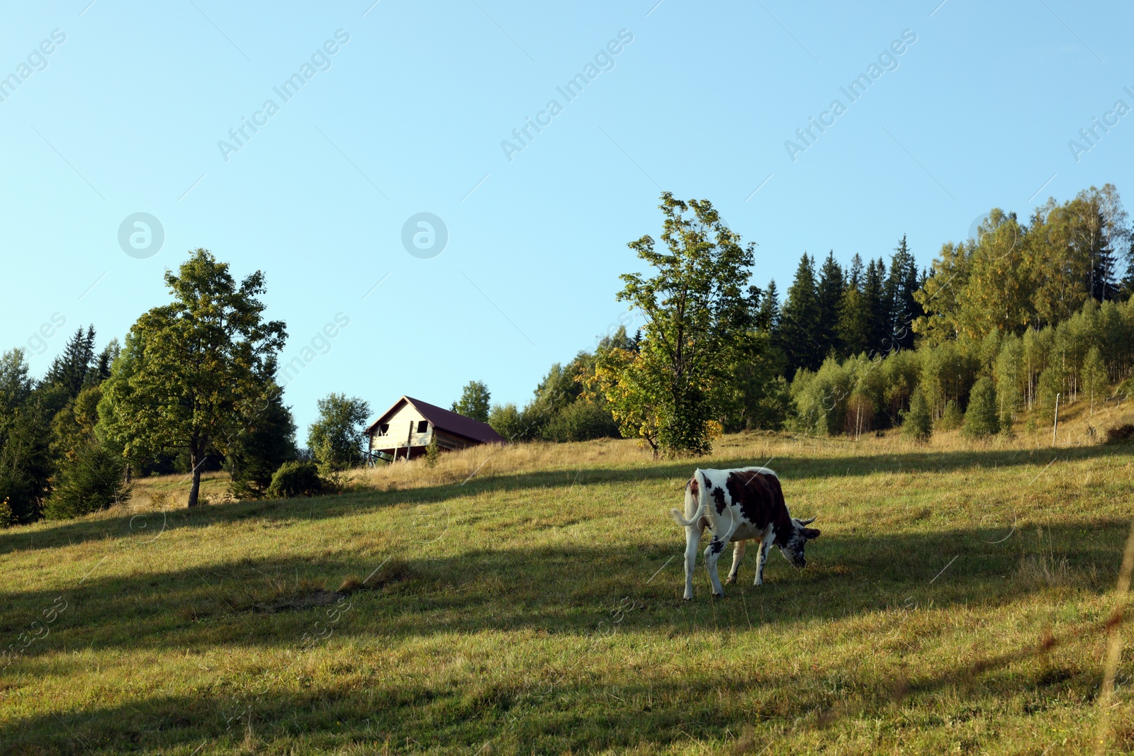 Photo of Cow grazing on pasture in morning. Beautiful landscape