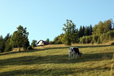 Photo of Cow grazing on pasture in morning. Beautiful landscape