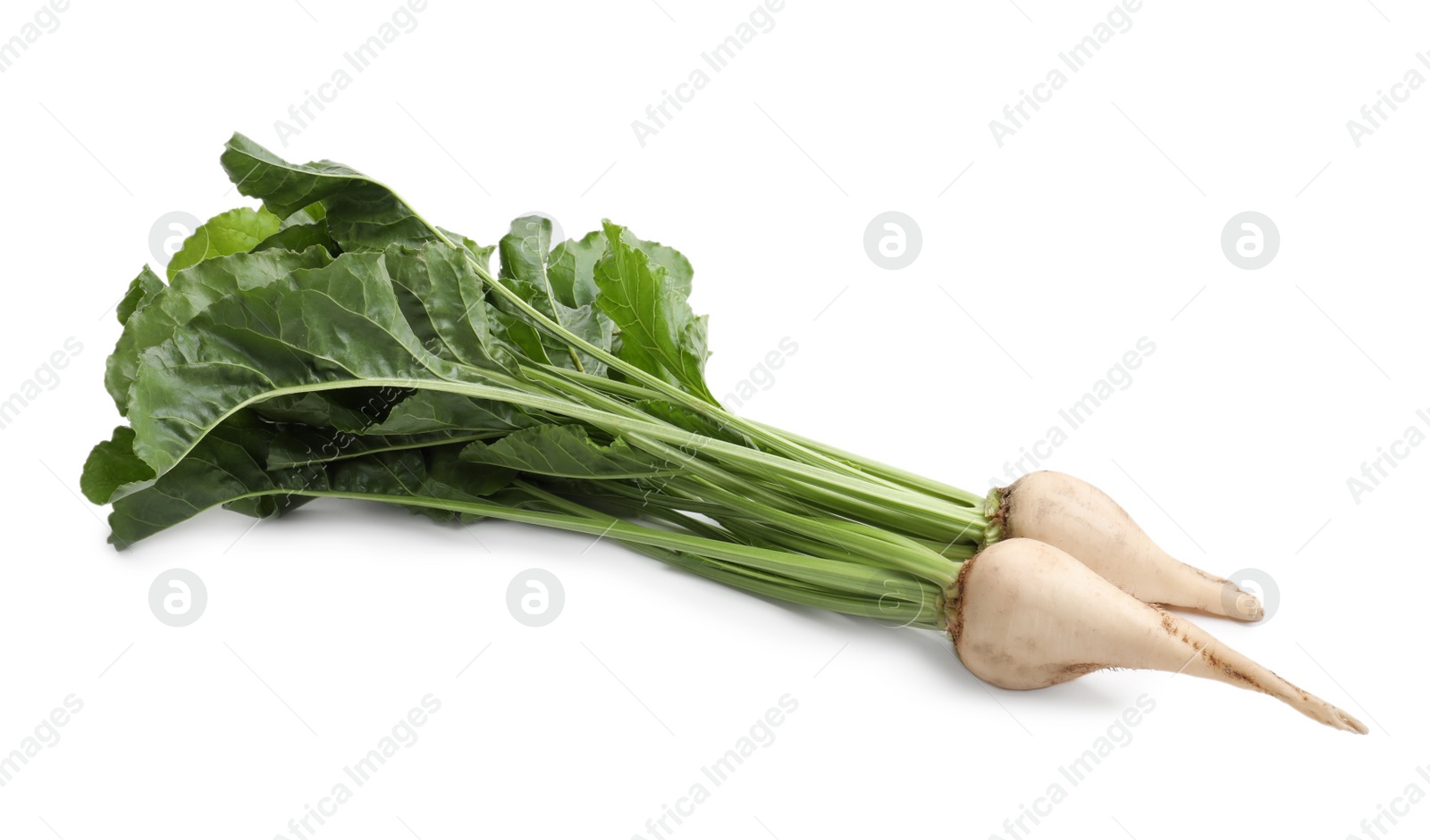 Photo of Sugar beets with leaves on white background