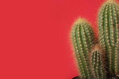 Beautiful green cactus on red background, space for text. Tropical plant