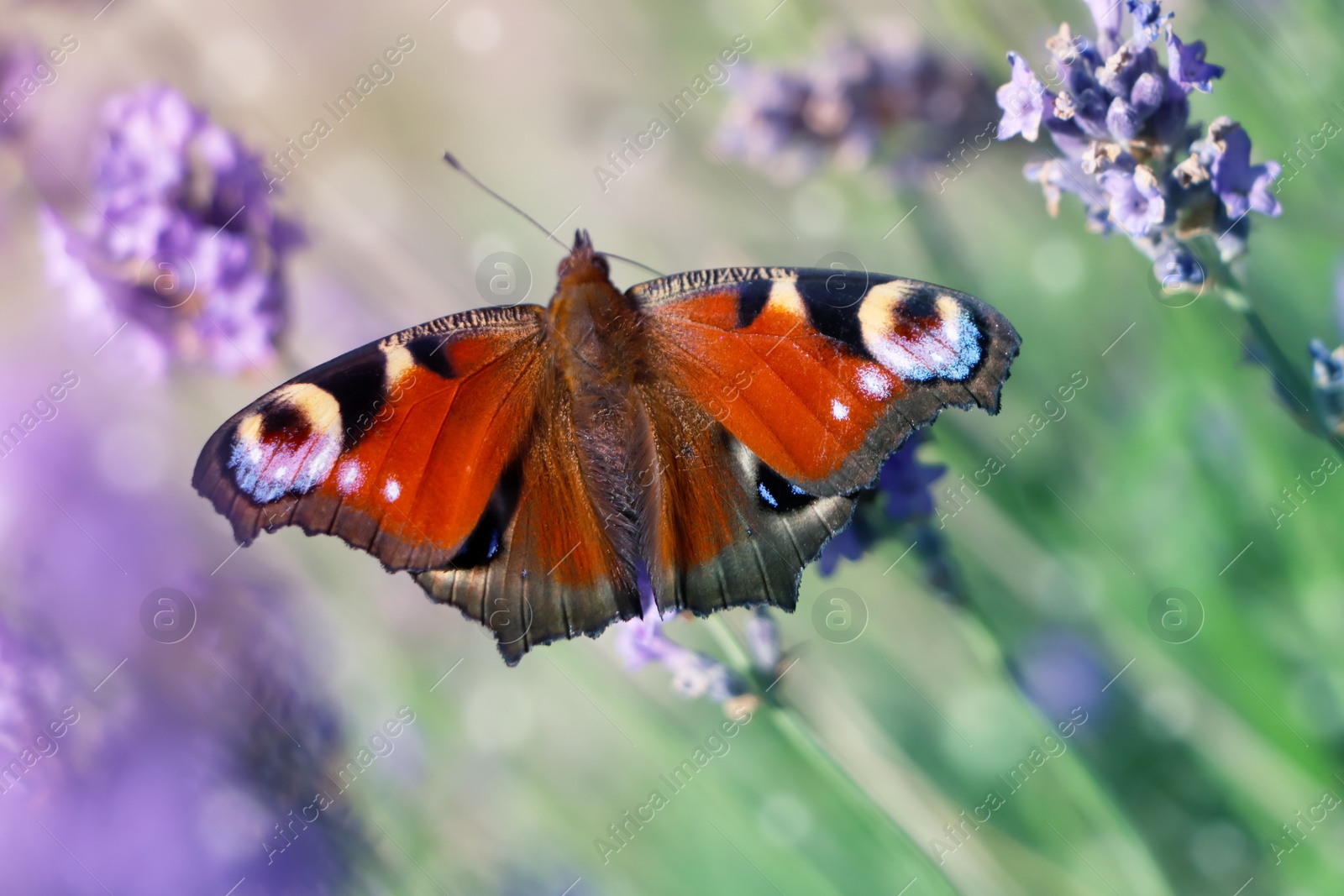 Photo of Beautiful butterfly in lavender field on sunny day, closeup