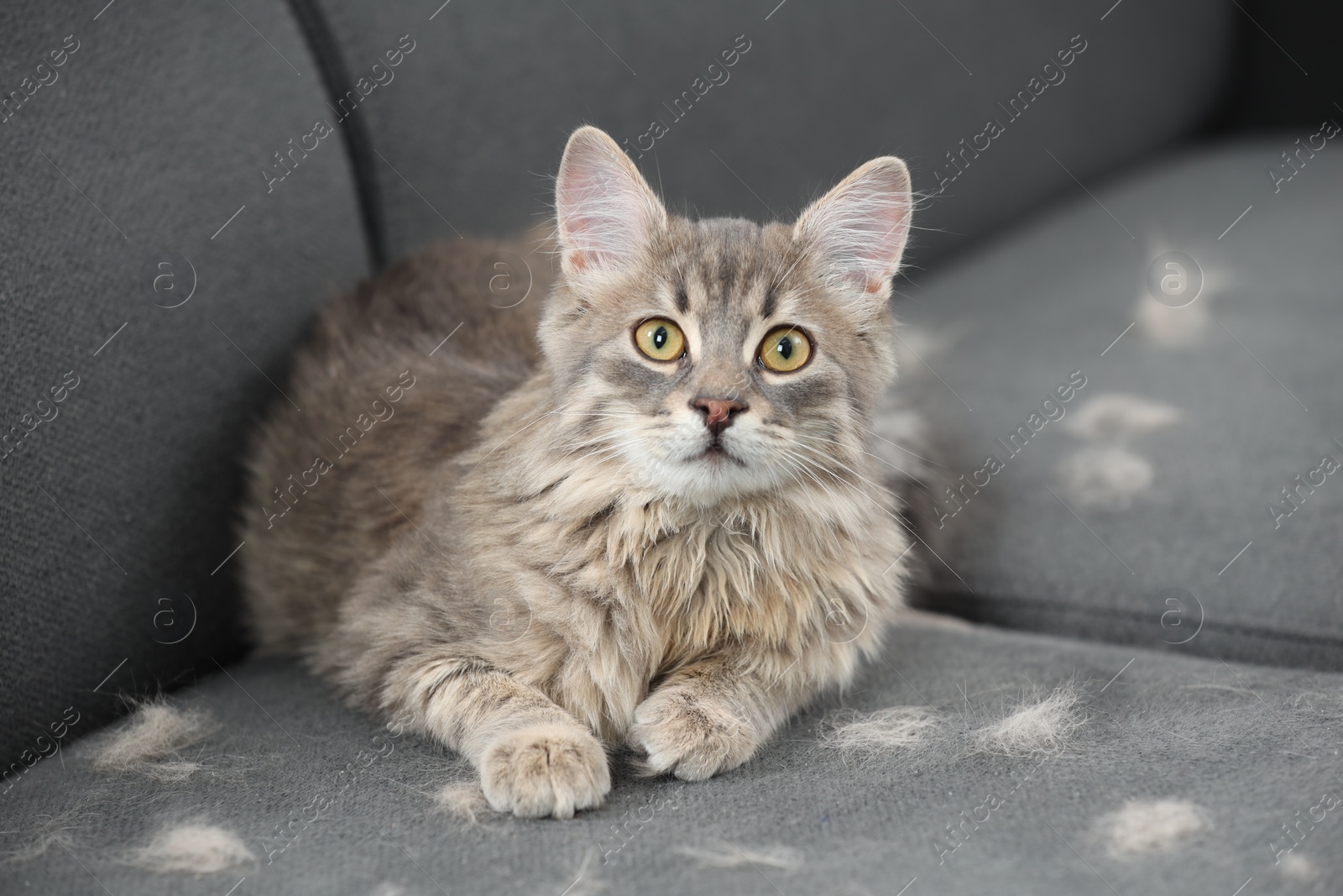 Photo of Cute cat and pet hair on grey sofa