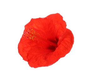 Photo of Beautiful red hibiscus flower isolated on white