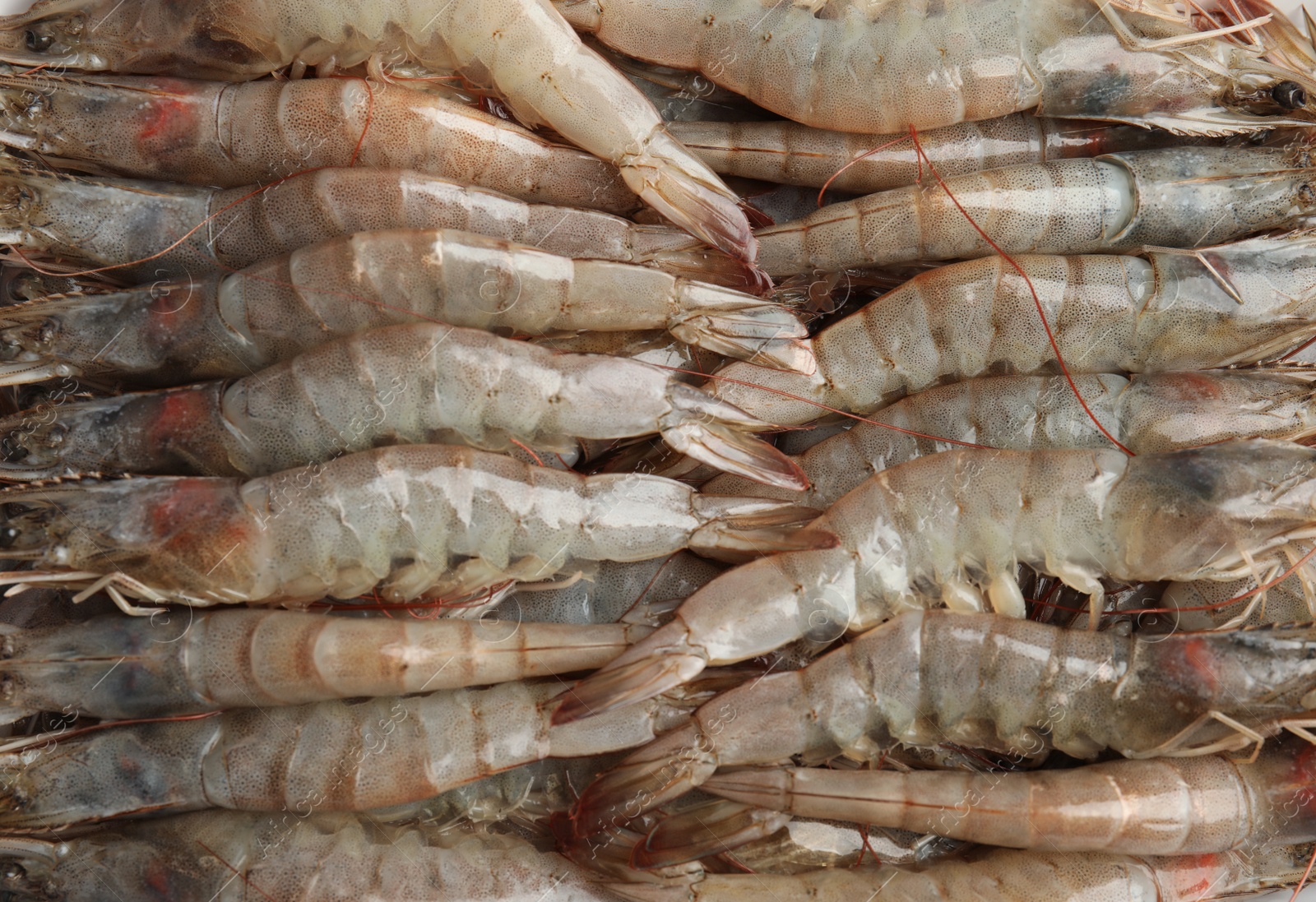 Photo of Fresh raw shrimps as background, top view
