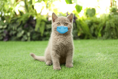 Image of Scottish straight baby cat in medical mask on green grass. Virus protection for animal