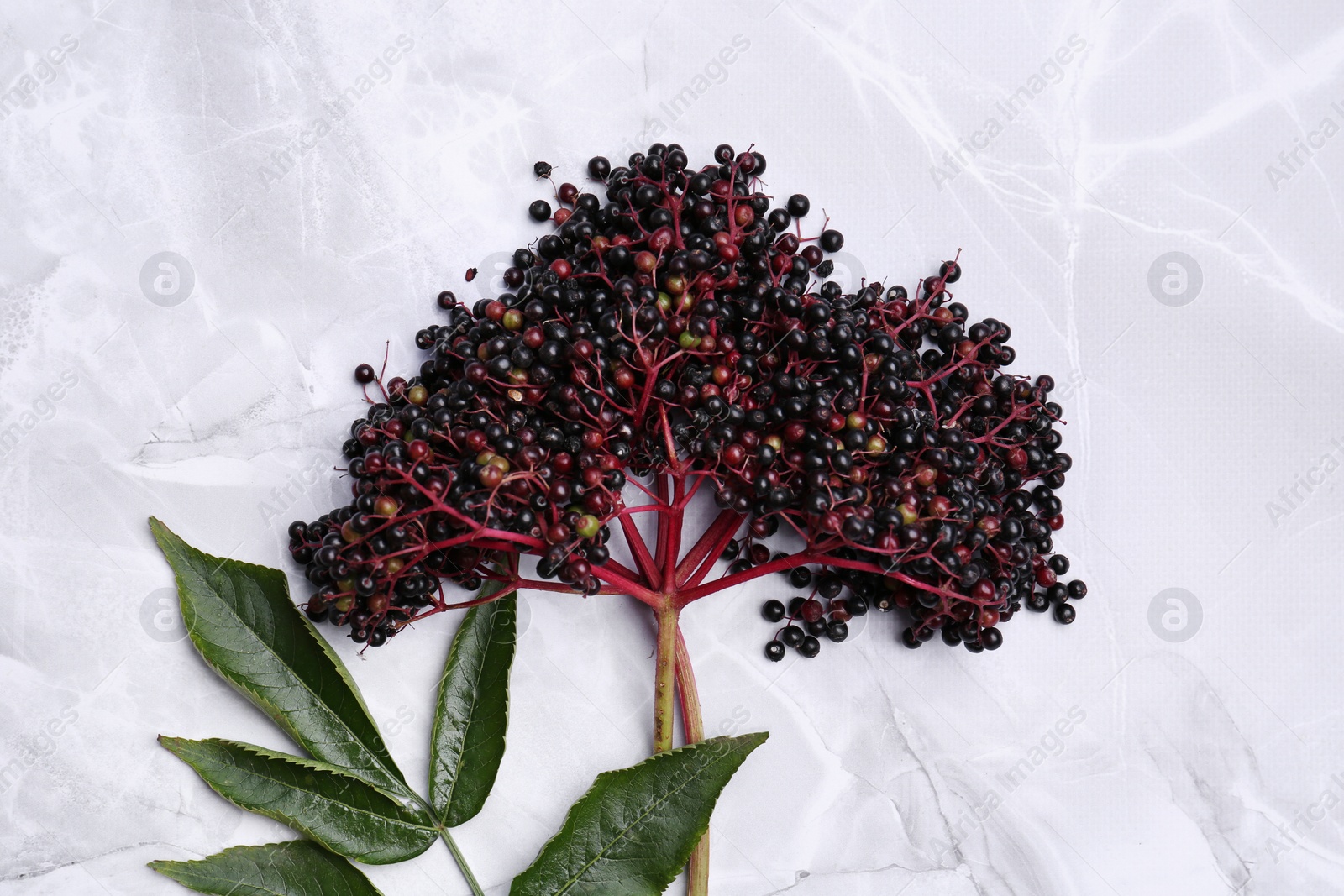 Photo of Beautiful branch with tasty elderberries (Sambucus) and leaves on white marble table, top view