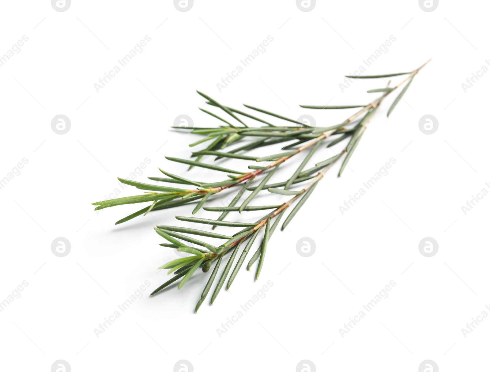 Photo of Branch of tea tree on white background. Natural essential oil