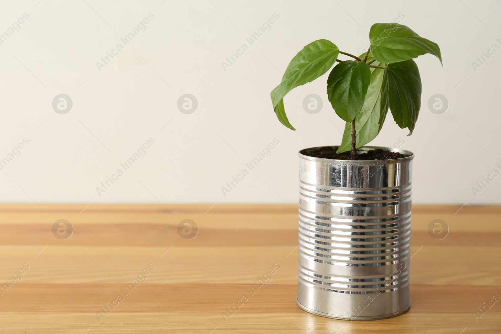 Photo of Hibiscus plant in tin can on wooden table, closeup. Space for text