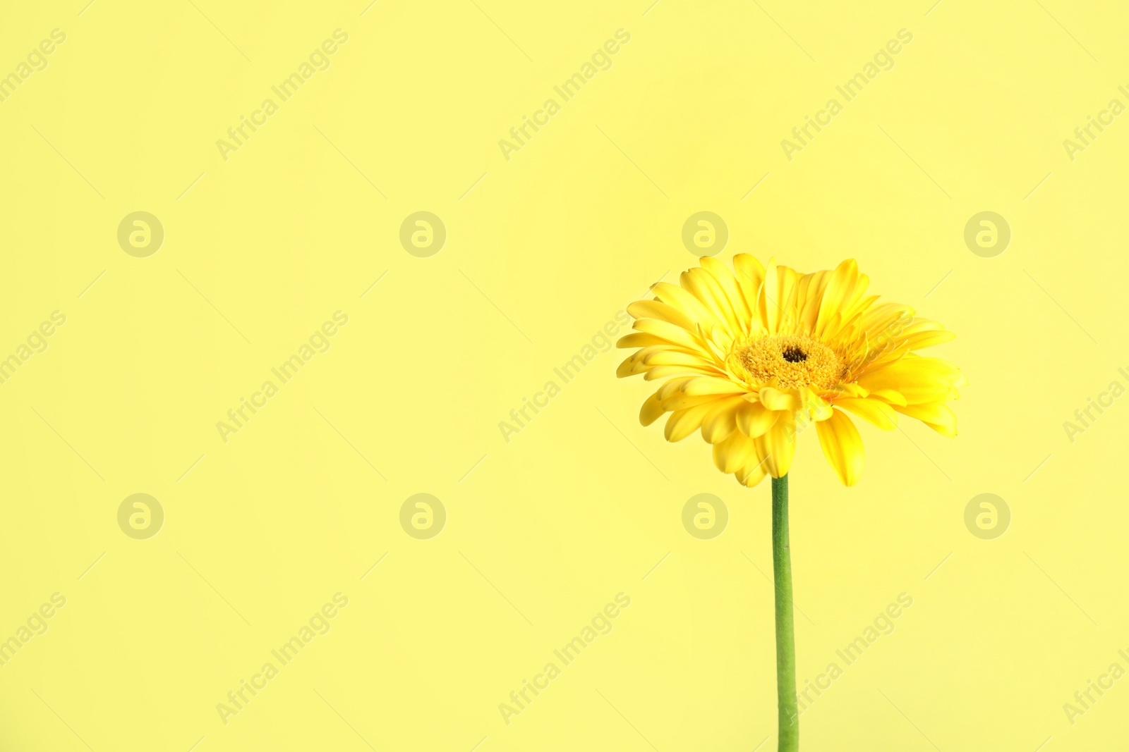 Photo of Beautiful bright gerbera flower on color background. Space for text