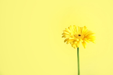 Photo of Beautiful bright gerbera flower on color background. Space for text