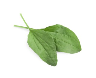 Photo of Green broadleaf plantain leaves on white background