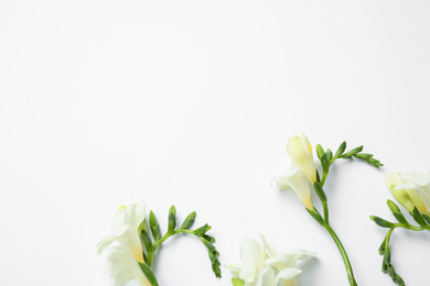 Photo of Beautiful freesia flowers on white background, top view