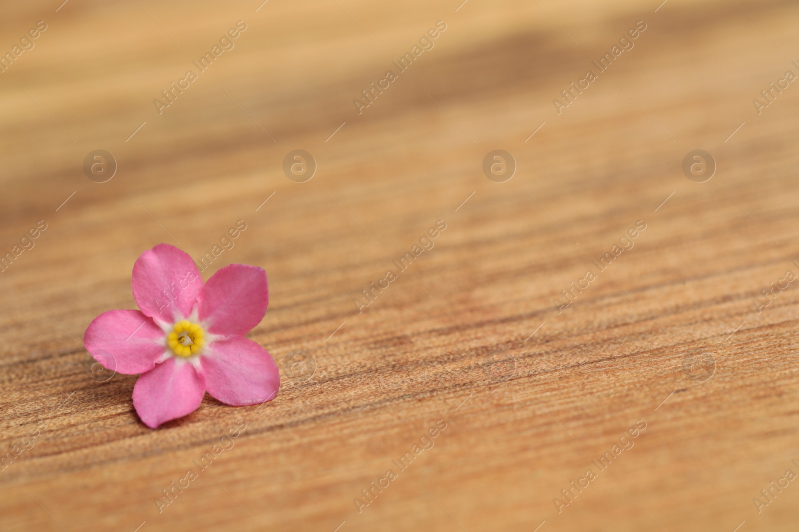 Photo of Beautiful pink Forget-me-not flower on wooden table. Space for text
