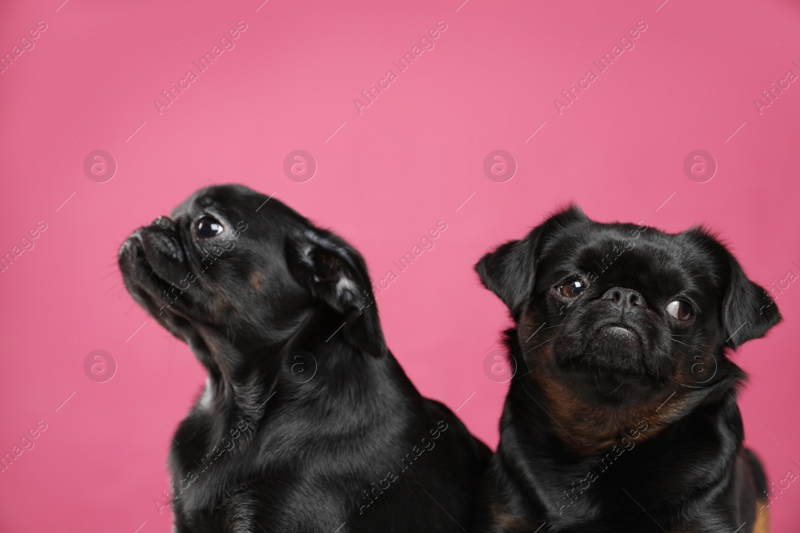 Photo of Adorable black Petit Brabancon dogs on pink background
