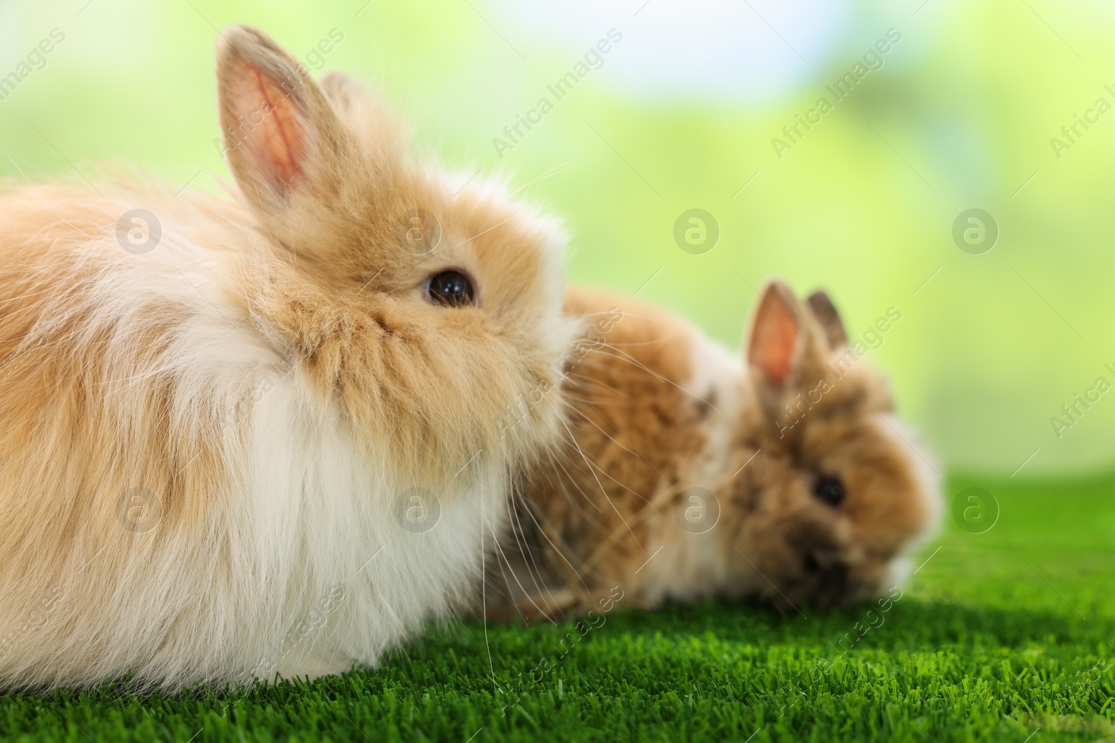 Photo of Cute fluffy pet rabbits on green grass outdoors