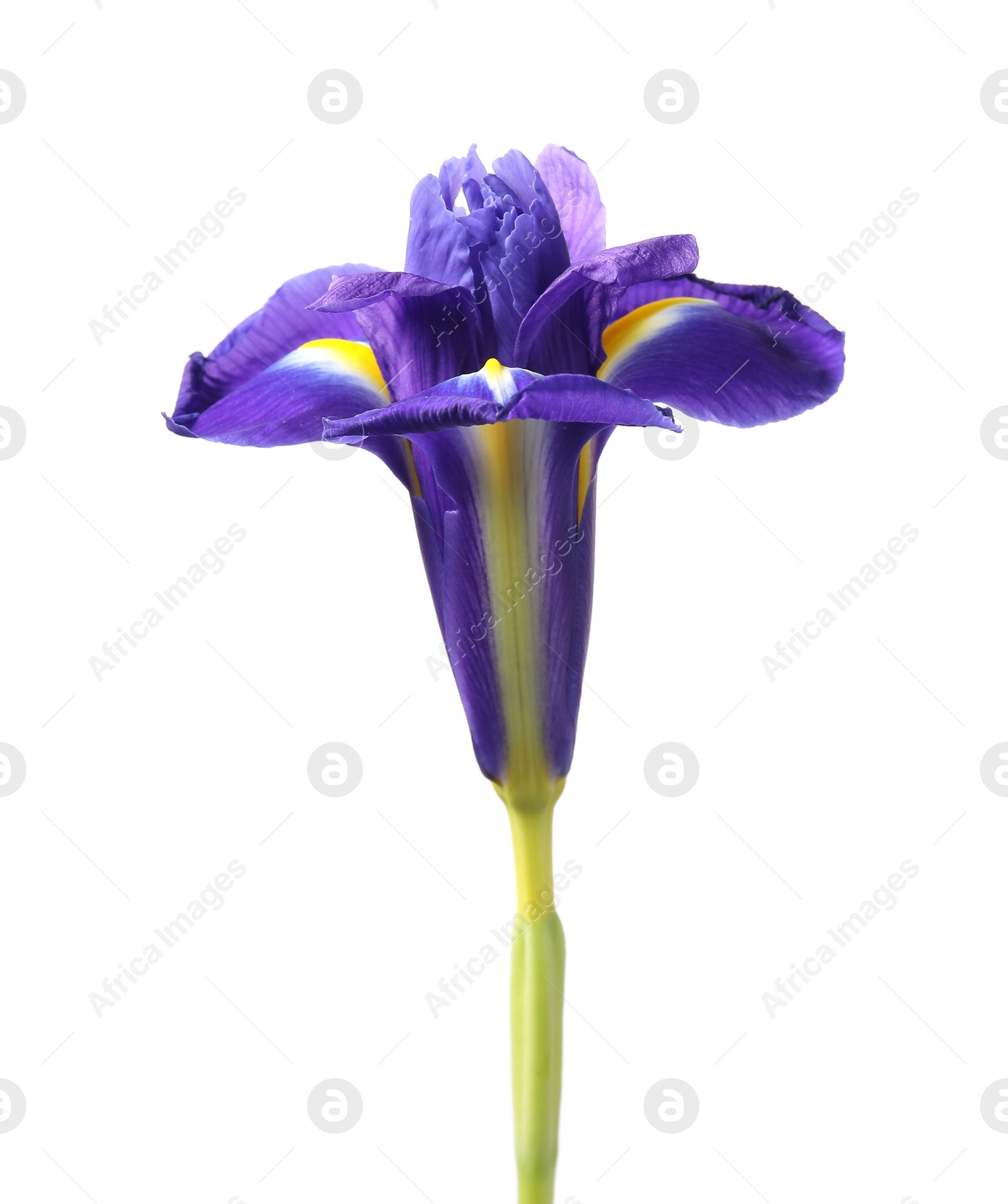 Photo of Beautiful violet iris flower isolated on white