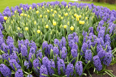 Beautiful hyacinth and tulip flowers growing outdoors