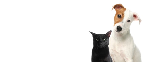 Image of Cute cat and adorable dog on white background. Banner design with space for text