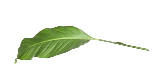 Photo of Leaf of tropical spathiphyllum plant isolated on white