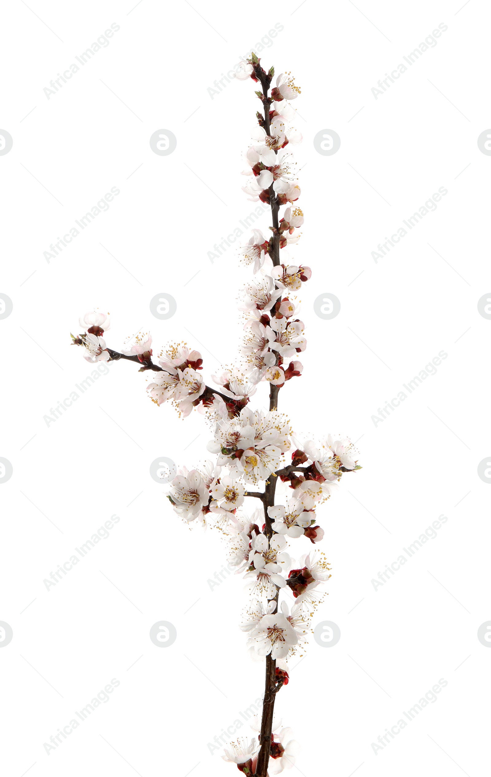 Photo of Beautiful blossoming apricot tree branch on white background