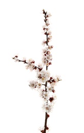 Photo of Beautiful blossoming apricot tree branch on white background