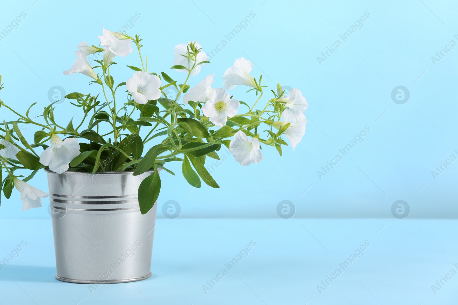 Photo of White flowers in metal pot on light blue background. Space for text