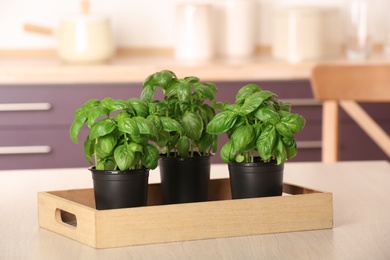 Pots with fresh green basil on kitchen table