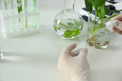 Photo of Lab assistant dropping liquid on microscope slide at table, closeup with space for text. Plant chemistry