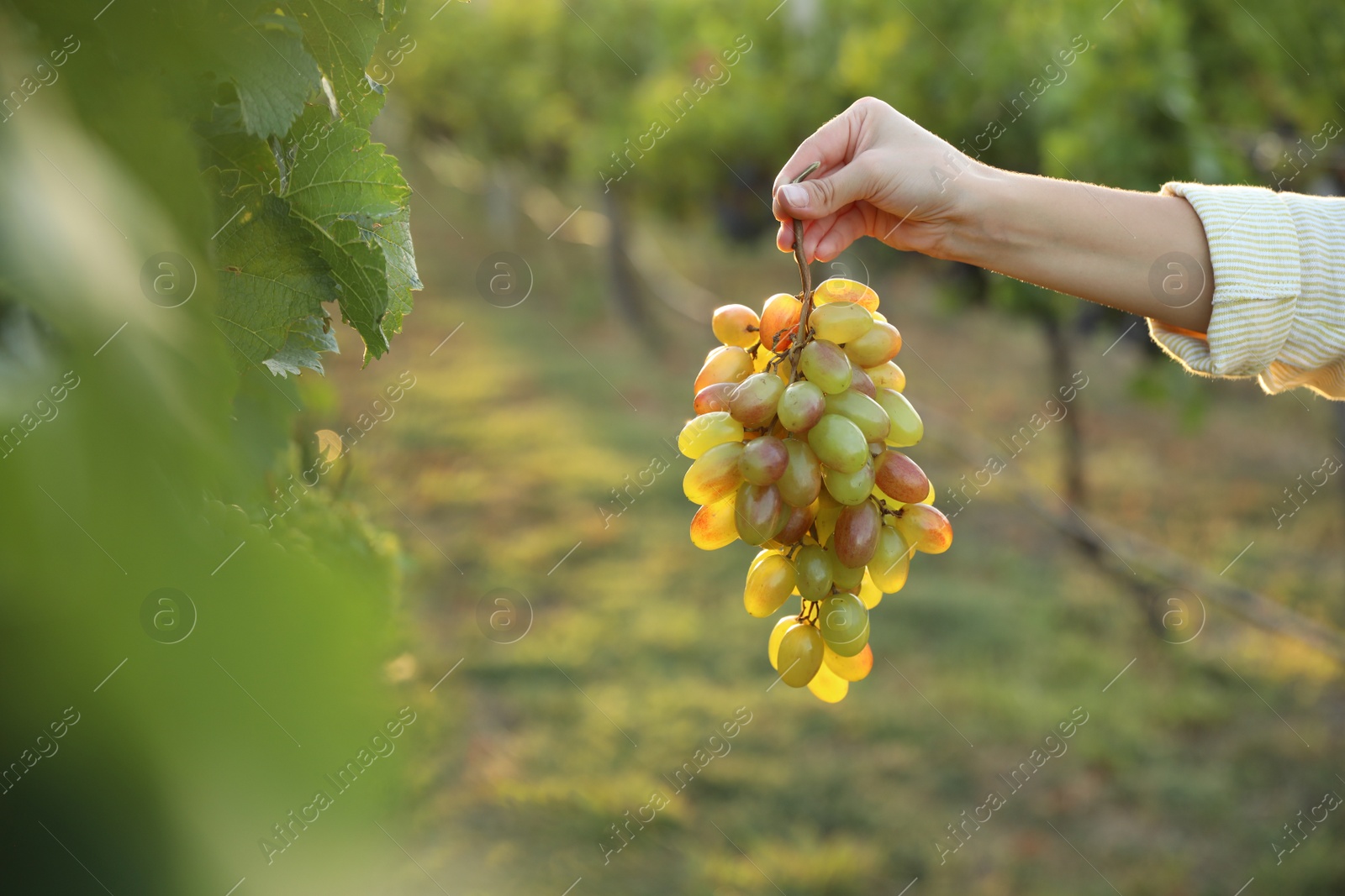 Photo of Woman holding cluster of ripe grapes in vineyard, closeup