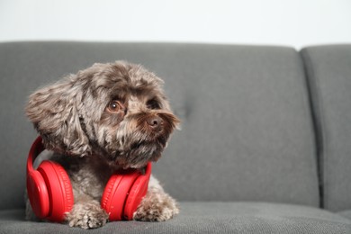 Photo of Cute Maltipoo dog with headphones on sofa indoors, space for text. Lovely pet