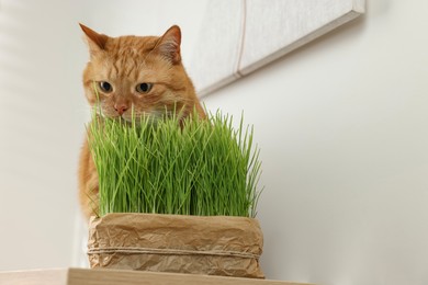 Cute ginger cat and potted green grass indoors, space for text. Pet vitamins