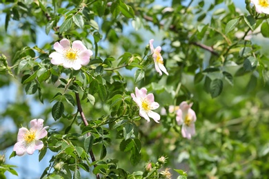 Photo of Beautiful spring dog rose flowers in green garden on sunny day, space for text