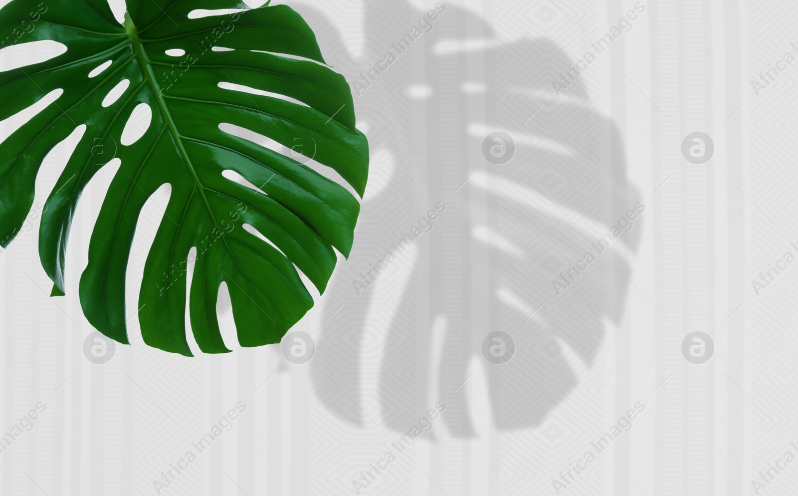 Image of Beautiful monstera leaf casting shadow on white wall with pattern