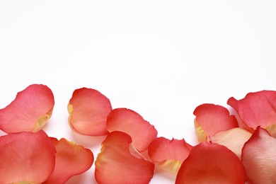 Beautiful rose petals on white background. Space for text