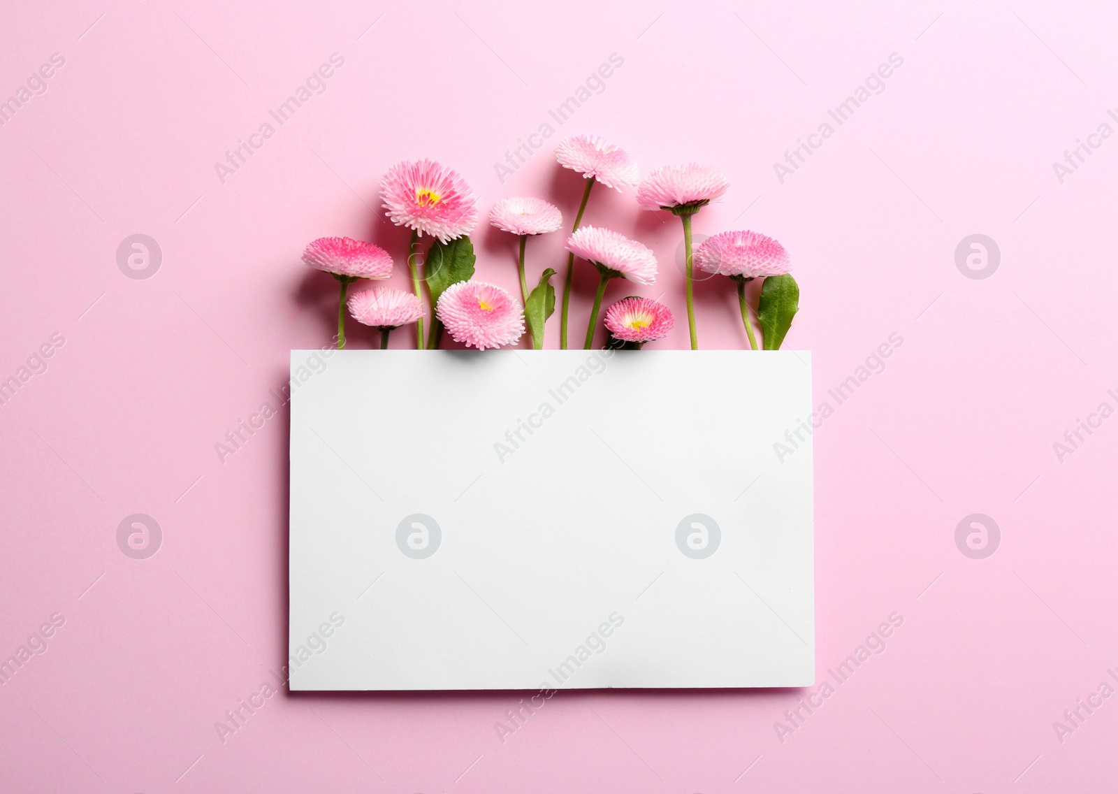 Photo of Flat lay composition with spring daisy flowers and card on color background. Space for text