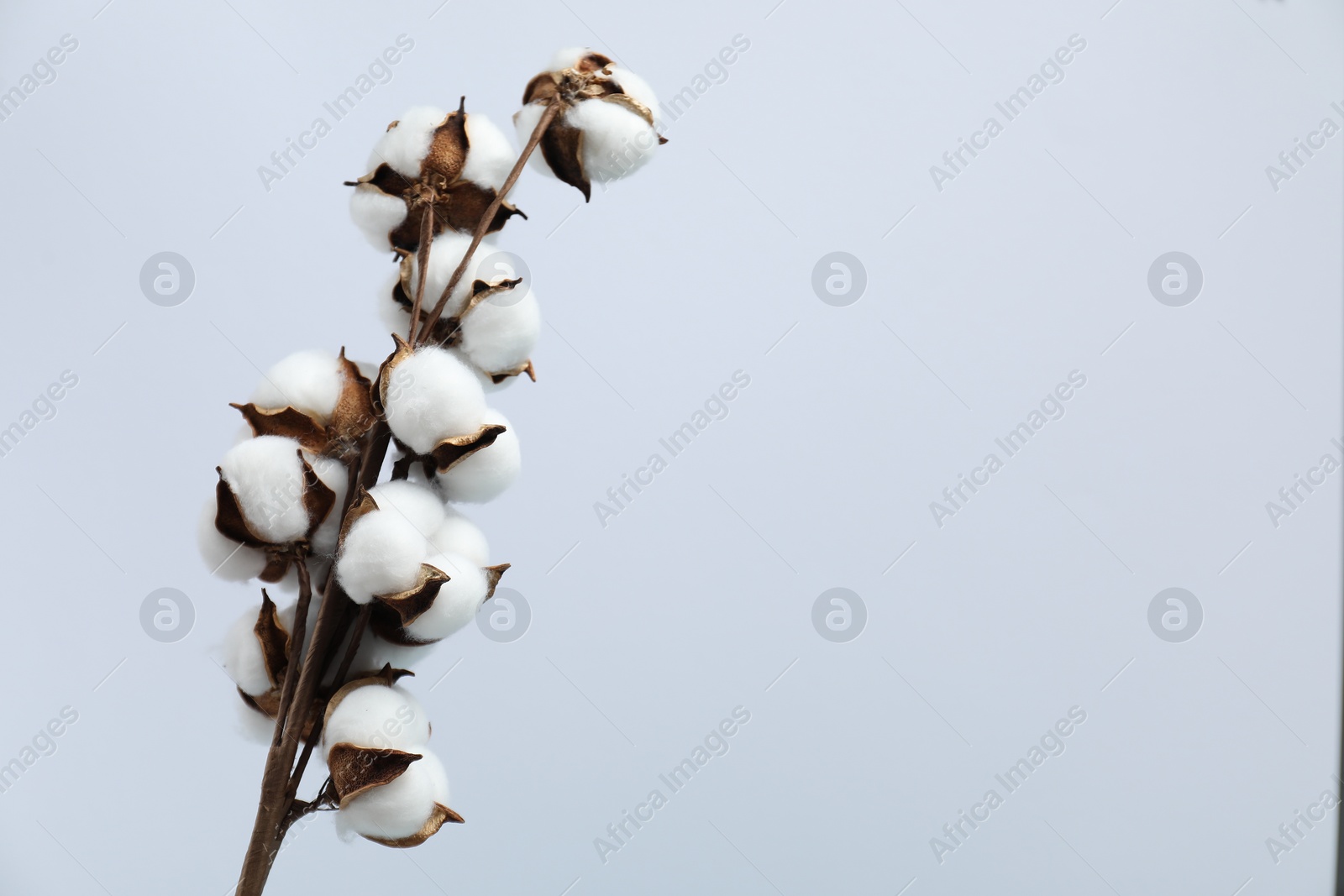 Photo of Beautiful cotton branch with fluffy flowers on light background, space for text