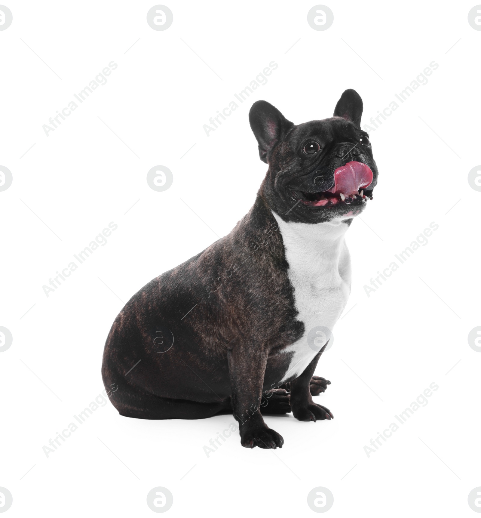 Photo of Adorable French Bulldog on white background. Lovely pet