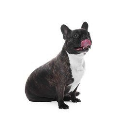 Adorable French Bulldog on white background. Lovely pet