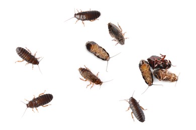 Image of Group of brown cockroaches on white background. Pest control