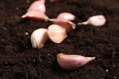Photo of Vegetable planting. Garlic cloves on fertile soil, closeup