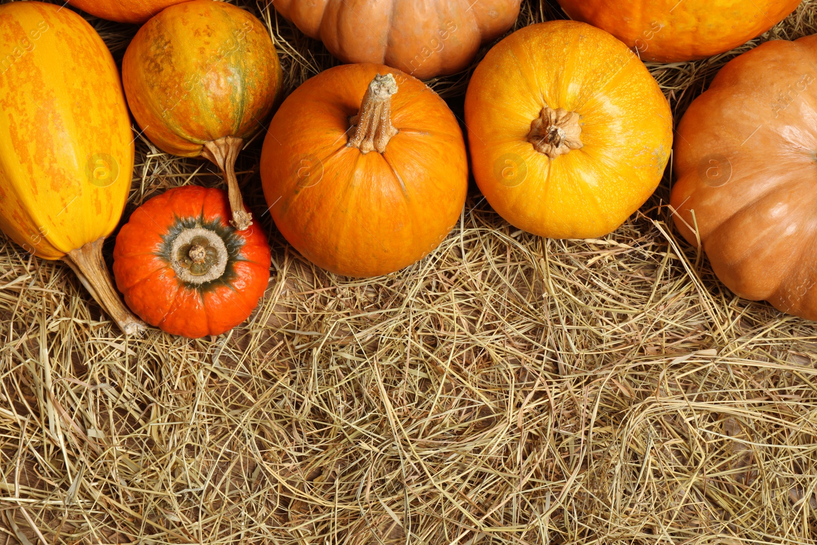 Photo of Flat lay composition with different ripe pumpkins on hay, space for text. Holiday decoration