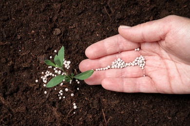 Photo of Woman fertilizing plant in soil, closeup. Gardening season
