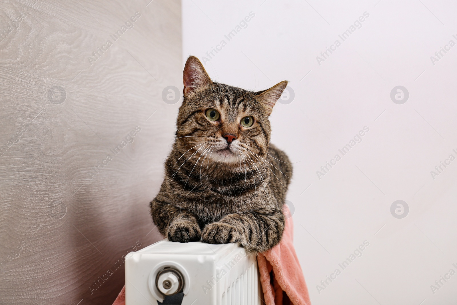 Photo of Cute tabby cat on heating radiator with plaid indoors