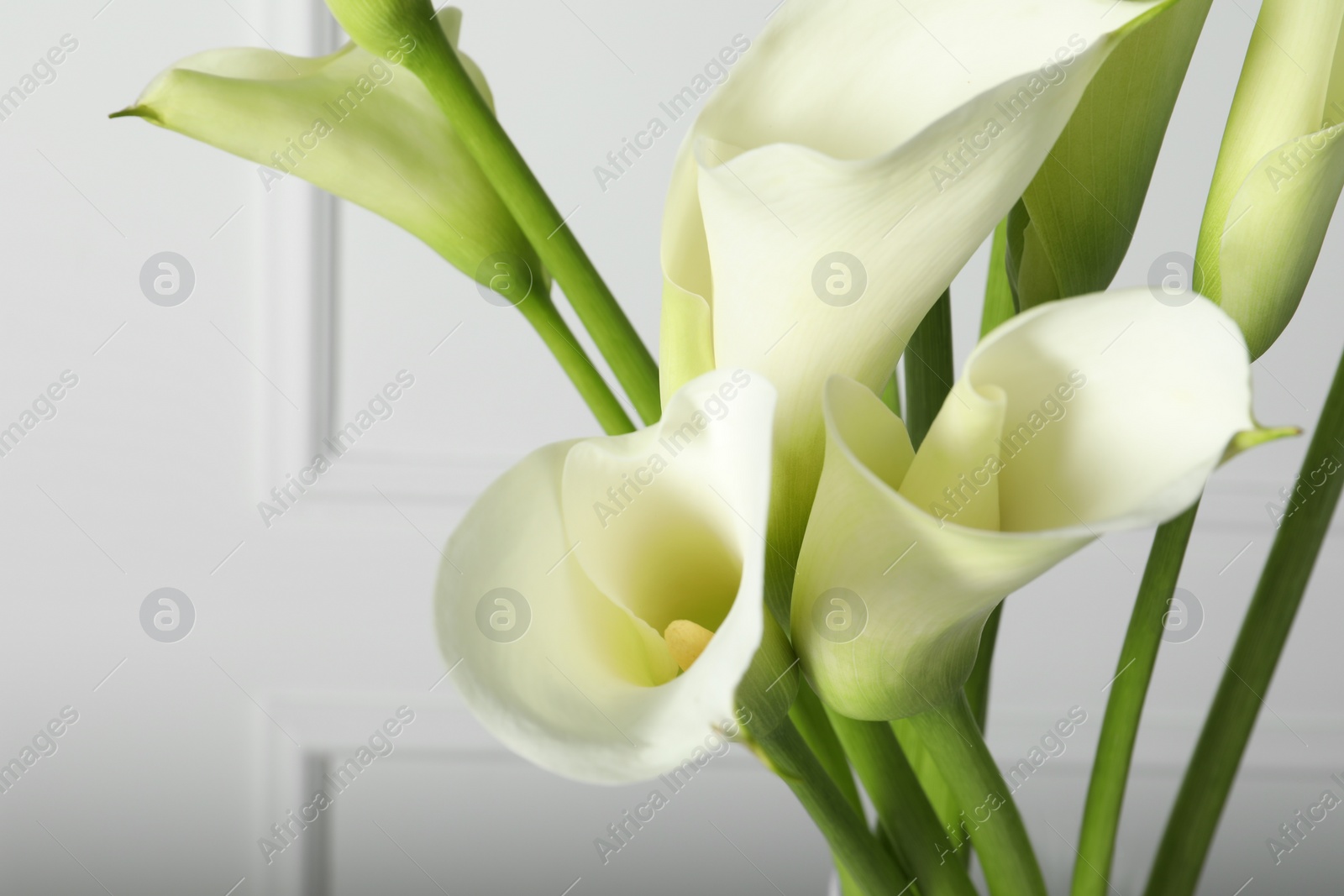 Photo of Beautiful calla lily flowers on white background, closeup