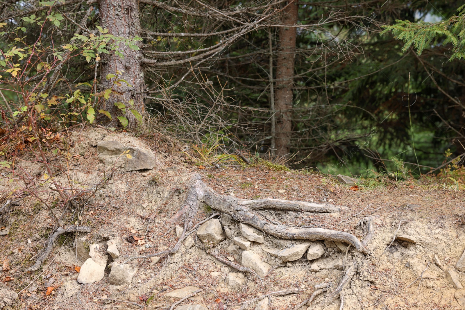 Photo of Tree roots visible through soil in forest