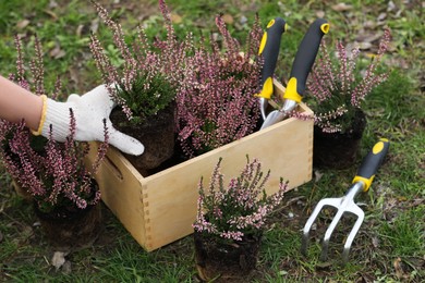 Photo of Woman with flowering heather shrubs, wooden crate and gardening tools outdoors, closeup