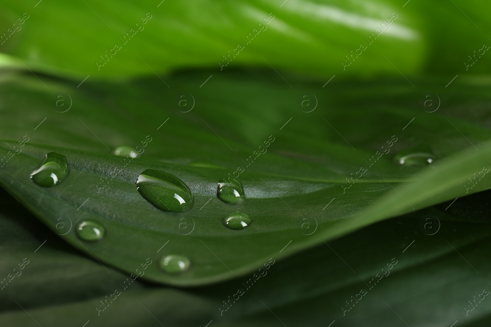 Photo of Lush green leaves with dew drops, closeup